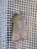 Hoplodrina sp.